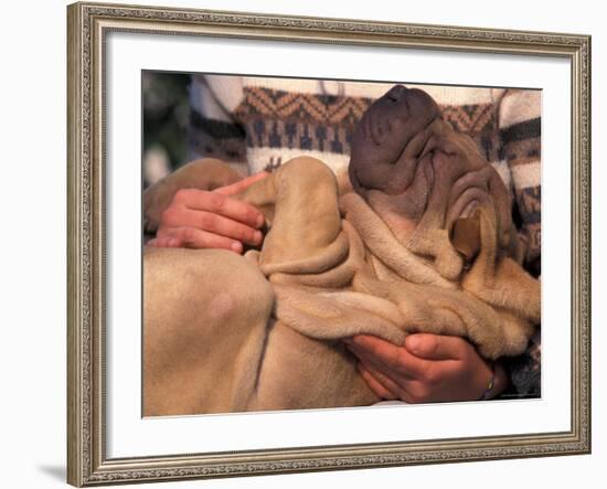 Shar Pei Puppy Lying on Its Back and Being Cuddled, Showing Excess Skin-Adriano Bacchella-Framed Photographic Print