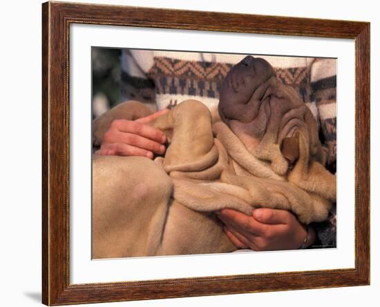 Shar Pei Puppy Lying on Its Back and Being Cuddled, Showing Excess Skin-Adriano Bacchella-Framed Photographic Print