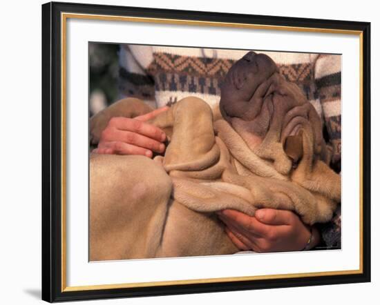 Shar Pei Puppy Lying on Its Back and Being Cuddled, Showing Excess Skin-Adriano Bacchella-Framed Photographic Print