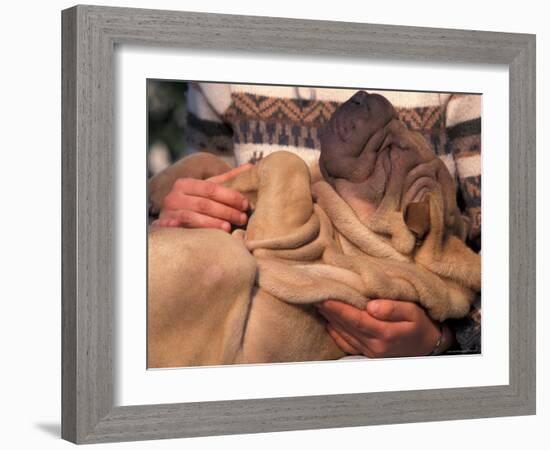 Shar Pei Puppy Lying on Its Back and Being Cuddled, Showing Excess Skin-Adriano Bacchella-Framed Photographic Print