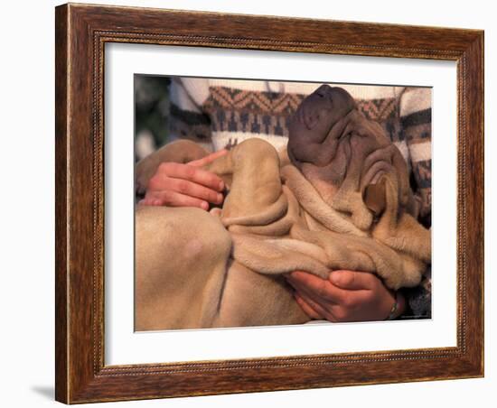 Shar Pei Puppy Lying on Its Back and Being Cuddled, Showing Excess Skin-Adriano Bacchella-Framed Photographic Print