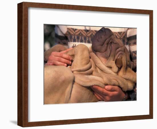 Shar Pei Puppy Lying on Its Back and Being Cuddled, Showing Excess Skin-Adriano Bacchella-Framed Photographic Print