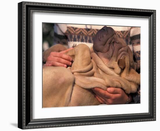 Shar Pei Puppy Lying on Its Back and Being Cuddled, Showing Excess Skin-Adriano Bacchella-Framed Photographic Print