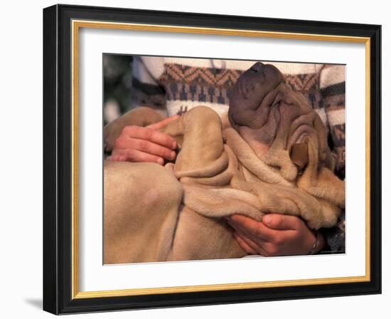 Shar Pei Puppy Lying on Its Back and Being Cuddled, Showing Excess Skin-Adriano Bacchella-Framed Photographic Print