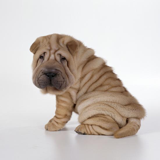 Shar Pei Puppy Side View Photographic Print Art Com