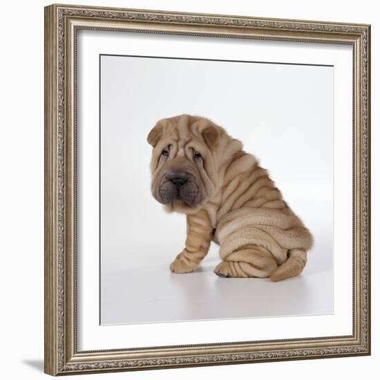 Shar Pei Puppy, Side-View-null-Framed Photographic Print