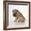 Shar Pei Puppy, Side-View-null-Framed Photographic Print