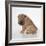 Shar Pei Puppy, Side-View-null-Framed Photographic Print