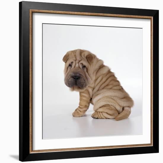 Shar Pei Puppy, Side-View-null-Framed Photographic Print