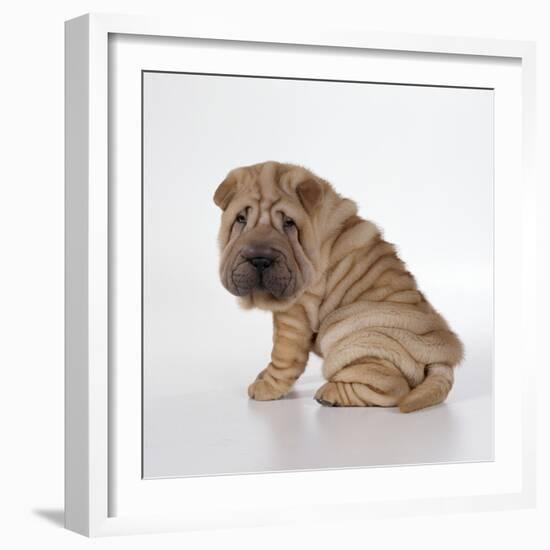 Shar Pei Puppy, Side-View-null-Framed Photographic Print