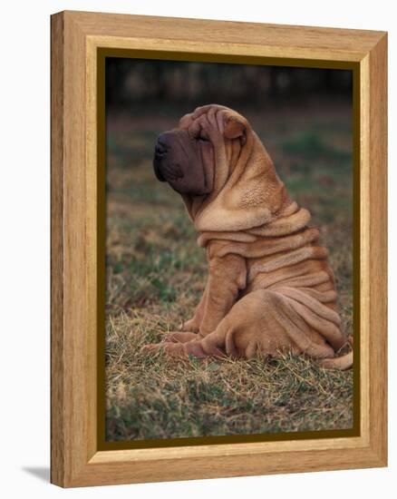 Shar Pei Puppy Sitting Down with Wrinkles on Back Clearly Visible-Adriano Bacchella-Framed Premier Image Canvas