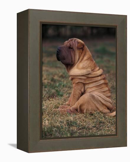 Shar Pei Puppy Sitting Down with Wrinkles on Back Clearly Visible-Adriano Bacchella-Framed Premier Image Canvas