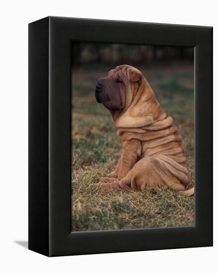 Shar Pei Puppy Sitting Down with Wrinkles on Back Clearly Visible-Adriano Bacchella-Framed Premier Image Canvas