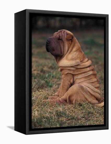 Shar Pei Puppy Sitting Down with Wrinkles on Back Clearly Visible-Adriano Bacchella-Framed Premier Image Canvas