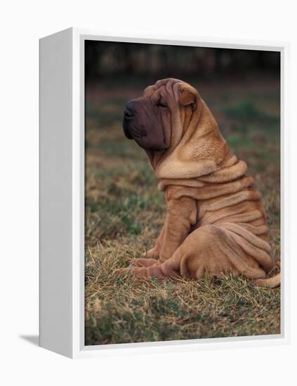 Shar Pei Puppy Sitting Down with Wrinkles on Back Clearly Visible-Adriano Bacchella-Framed Premier Image Canvas