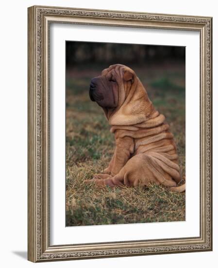 Shar Pei Puppy Sitting Down with Wrinkles on Back Clearly Visible-Adriano Bacchella-Framed Photographic Print