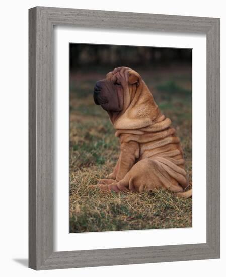 Shar Pei Puppy Sitting Down with Wrinkles on Back Clearly Visible-Adriano Bacchella-Framed Photographic Print