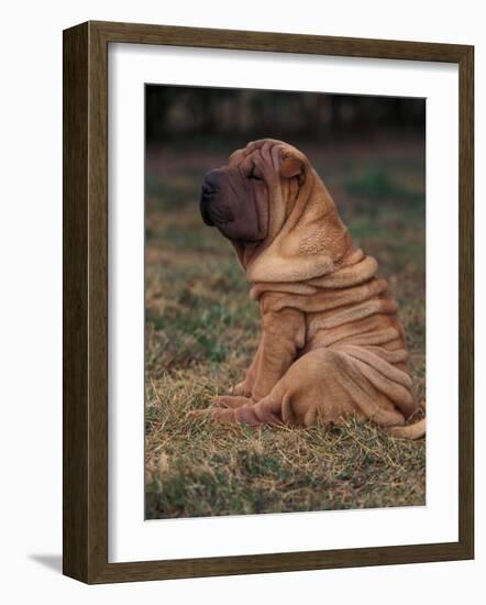 Shar Pei Puppy Sitting Down with Wrinkles on Back Clearly Visible-Adriano Bacchella-Framed Photographic Print