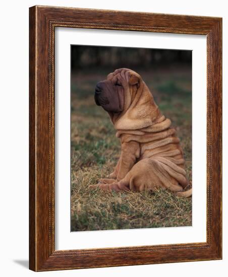 Shar Pei Puppy Sitting Down with Wrinkles on Back Clearly Visible-Adriano Bacchella-Framed Photographic Print