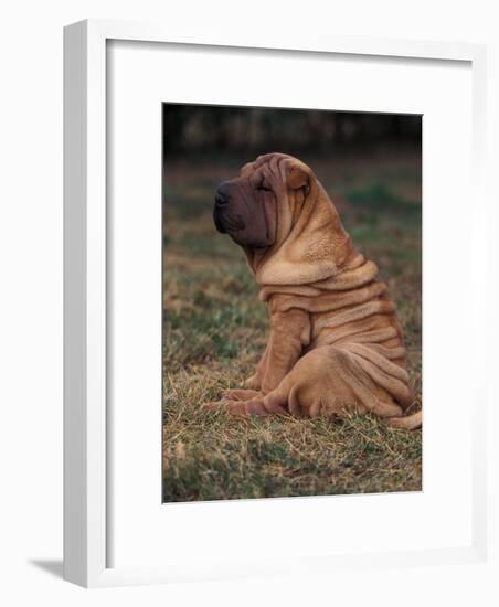 Shar Pei Puppy Sitting Down with Wrinkles on Back Clearly Visible-Adriano Bacchella-Framed Photographic Print