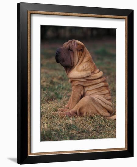 Shar Pei Puppy Sitting Down with Wrinkles on Back Clearly Visible-Adriano Bacchella-Framed Photographic Print