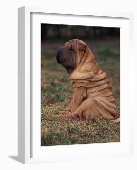 Shar Pei Puppy Sitting Down with Wrinkles on Back Clearly Visible-Adriano Bacchella-Framed Photographic Print