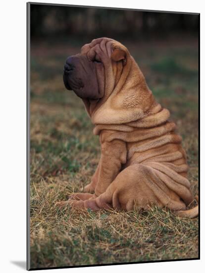 Shar Pei Puppy Sitting Down with Wrinkles on Back Clearly Visible-Adriano Bacchella-Mounted Photographic Print
