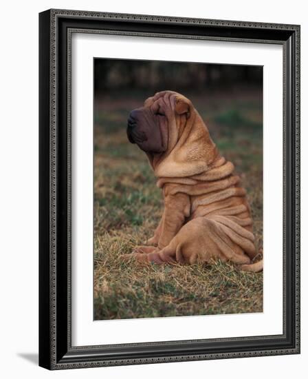 Shar Pei Puppy Sitting Down with Wrinkles on Back Clearly Visible-Adriano Bacchella-Framed Photographic Print