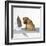 Shar Pei Puppy with Iron on Ironing Board-null-Framed Photographic Print