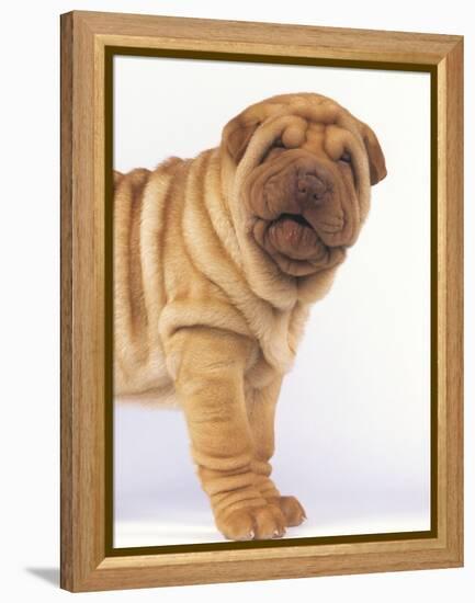 Shar-Pei-DLILLC-Framed Premier Image Canvas