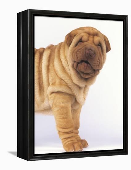 Shar-Pei-DLILLC-Framed Premier Image Canvas