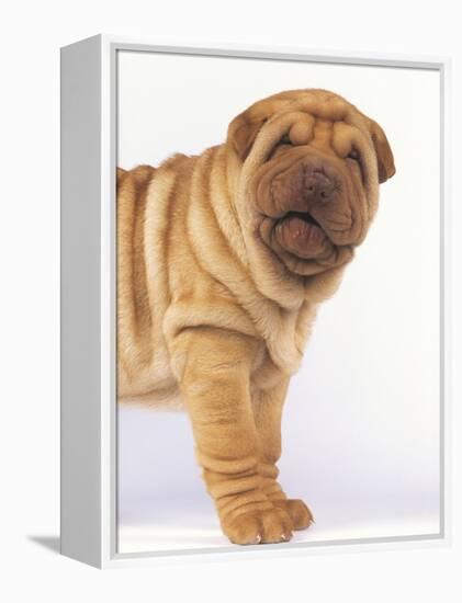 Shar-Pei-DLILLC-Framed Premier Image Canvas