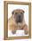 Shar-Pei-DLILLC-Framed Premier Image Canvas