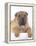 Shar-Pei-DLILLC-Framed Premier Image Canvas