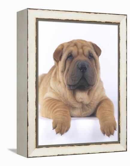 Shar-Pei-DLILLC-Framed Premier Image Canvas