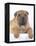 Shar-Pei-DLILLC-Framed Premier Image Canvas