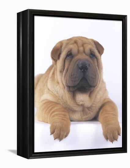 Shar-Pei-DLILLC-Framed Premier Image Canvas