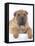 Shar-Pei-DLILLC-Framed Premier Image Canvas