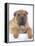 Shar-Pei-DLILLC-Framed Premier Image Canvas