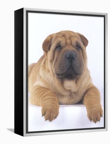 Shar-Pei-DLILLC-Framed Premier Image Canvas