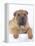 Shar-Pei-DLILLC-Framed Premier Image Canvas