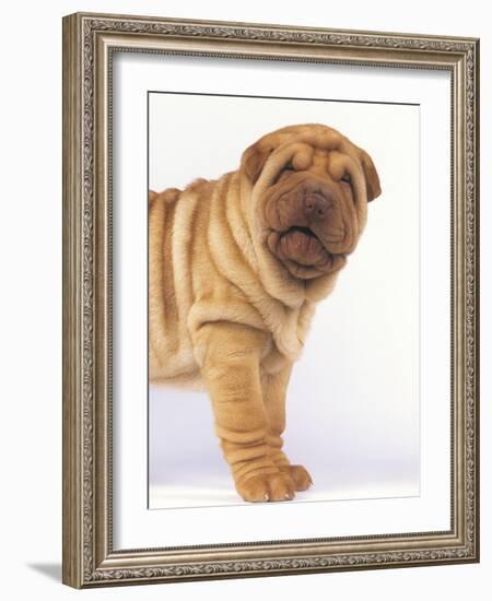 Shar-Pei-DLILLC-Framed Photographic Print