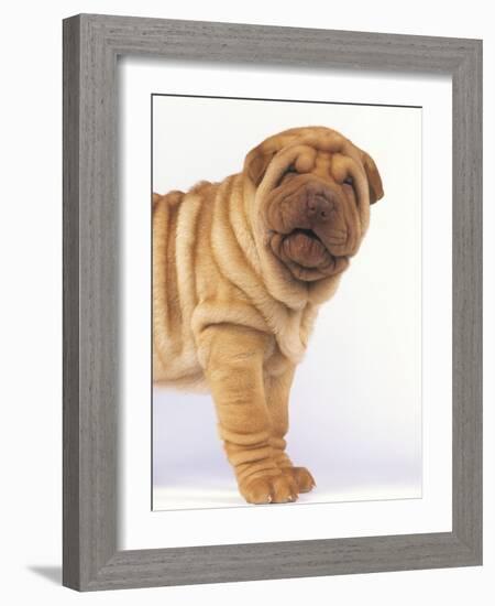 Shar-Pei-DLILLC-Framed Photographic Print