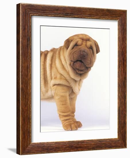 Shar-Pei-DLILLC-Framed Photographic Print