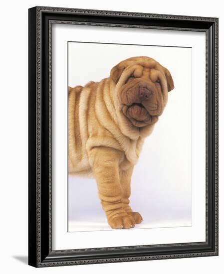 Shar-Pei-DLILLC-Framed Photographic Print