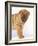 Shar-Pei-DLILLC-Framed Photographic Print