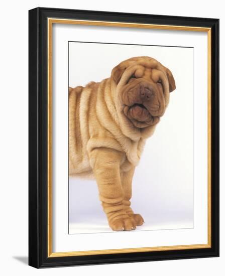 Shar-Pei-DLILLC-Framed Photographic Print