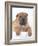 Shar-Pei-DLILLC-Framed Photographic Print