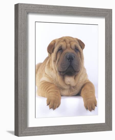 Shar-Pei-DLILLC-Framed Photographic Print