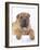 Shar-Pei-DLILLC-Framed Photographic Print